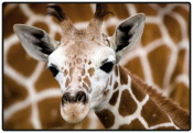 Schreibunterlage Mini 500 x 340 mm Giraffenbaby...