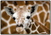 Schreibunterlage Mini 500 x 340 mm Giraffenbaby Schreibtischunterlage