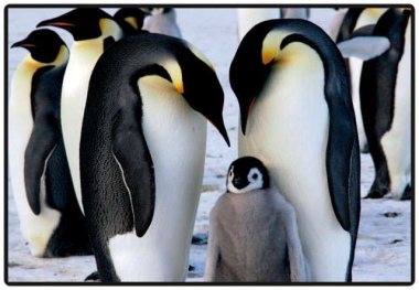 Schreibunterlage Mini 500 x 340 mm Pinguine Schreibtischunterlage