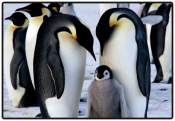 Schreibunterlage Mini 500 x 340 mm Pinguine...