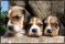 Schreibunterlage Mini 500 x 340 mm Schreibunterlage Hunde