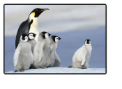 Schreibunterlage Mini 500 x 340 mm Poster Pad - Pinguine
