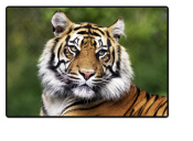 Schreibunterlage Mini 500 x 340 mm Poster Pad - Tiger