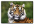 Schreibunterlage Mini 500 x 340 mm Poster Pad - Tiger