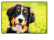 Schreibunterlage Mini 500 x 340 mm Poster Pad - Berner Sennenhund